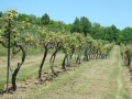 Vineyard-in-Spring-005-1024x768