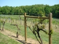Vineyard-in-Spring-006-1024x768
