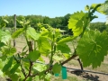 Vineyard-in-Spring-007-1024x768