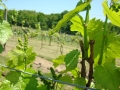 Vineyard-in-Spring-008-1024x768