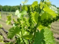 Vineyard-in-Spring-009-1024x768