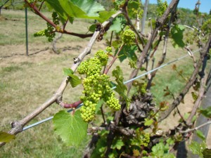 Vineyard in Spring 002